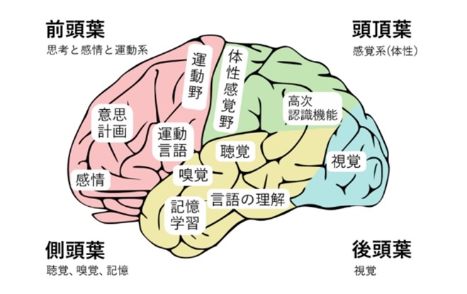 脳の部位と機能の関係