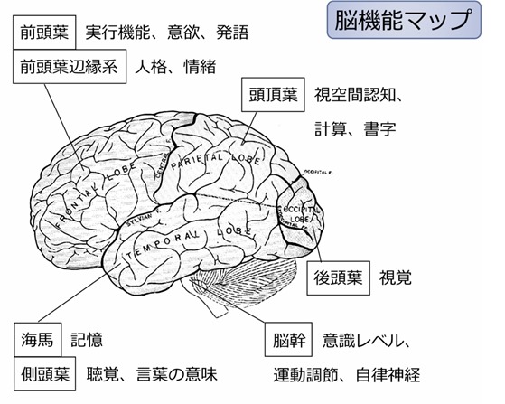 脳の部位名称とその機能の特徴