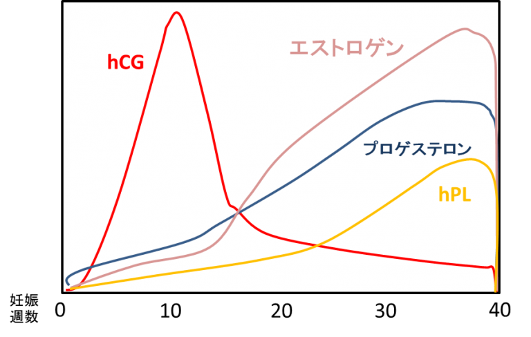 妊娠によるホルモンの変化～女性ホルモンと妊娠・出産の仕組み～ - 看護師になったシングルマザーのブログ